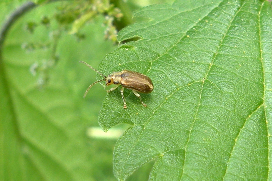 Due Chrysomelidae